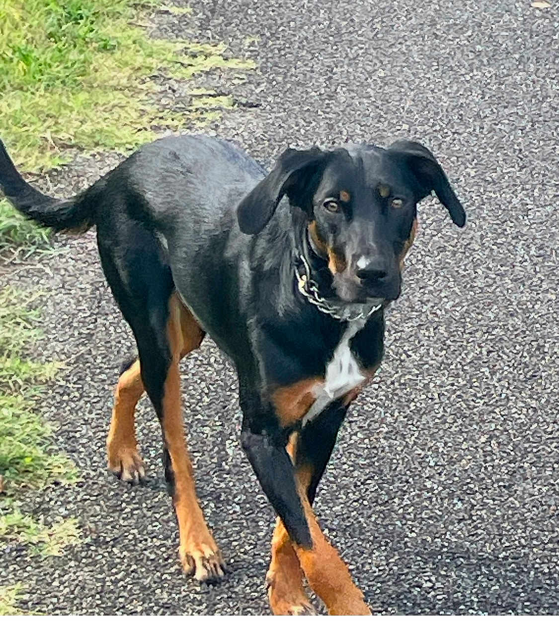 Tessy a rejoint le concours — aidez-le/la à gagner de superbes lots ! dog, black_dog, tan_dog, canine, walking, outdoor, path, pavement, grass, collar, alert, pet, animal, mammal, sidewalk, nature, daylight, fur, ears, tail