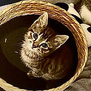 Skuck a rejoint le concours — aidez-le/la à gagner de superbes lots ! kitten, cat, animal, pet, basket, woven_basket, indoor, cozy, cute, fluffy, striped_fur, tabby, white_fur, blue_eyes, large_eyes, sitting, portrait, close_up, soft_lighting, home_decor