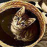 kitten, cat, animal, pet, basket, woven_basket, indoor, cozy, cute, fluffy, striped_fur, tabby, white_fur, blue_eyes, large_eyes, sitting, portrait, close_up, soft_lighting, home_decor