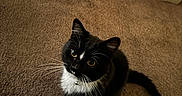 Chato joined the competition — help win amazing prizes! adorable, air_purifier, bell, bowl, carpet, cat, closeup, collar, furniture, golden_eyes, home_interior, indoor, looking_up, pet, sitting, tail, tuxedo_cat, water_fountain, whiskers, white_paws