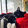 cat, tuxedo_cat, pet, indoor, red_blanket, pillow, relaxed, whiskers, black_and_white, portrait, bokeh, window, soft_texture, closeup, paw, nap, cozy, fur, home, sleepy