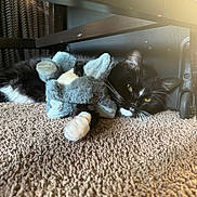 Chato joined the competition — help win amazing prizes! cat, tuxedo_cat, stuffed_animal, toy_elephant, carpet, paw, whiskers, eyes, indoor, furniture, chair, suitcase, luggage_wheel, plush, cozy, sunlight, shadow, close_up, pet_portrait, relaxed