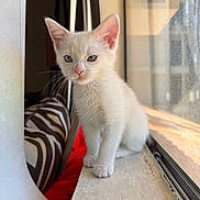 Gnocchi is registered to the contest to win money with this photo: kitten, cat, white_fur, blue_eyes, windowsill, sunlight, indoor, pet, feline, cozy, cushion, blanket, window, portrait, young, cute, animal, whiskers, fur, domestic