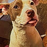 brown_eyes, brown_patches, canine, close_up, collarless, couch, cute, dog, floppy_ears, furniture, indoors, pet, pink_nose, pit_bull, portrait, short_hair, sitting, tongue, warm_lighting, white_dog