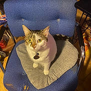 Max is registered to the contest to win money with this photo: animal, blue_chair, bookshelf, cat, chair, collar, cushion, feline, front_view, furniture, gray_fur, home, indoors, name_tag, pet, portrait, sitting, tabby, white_fur, yellow_eyes