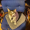 animal, blue_chair, bookshelf, cat, chair, collar, cushion, feline, front_view, furniture, gray_fur, home, indoors, name_tag, pet, portrait, sitting, tabby, white_fur, yellow_eyes