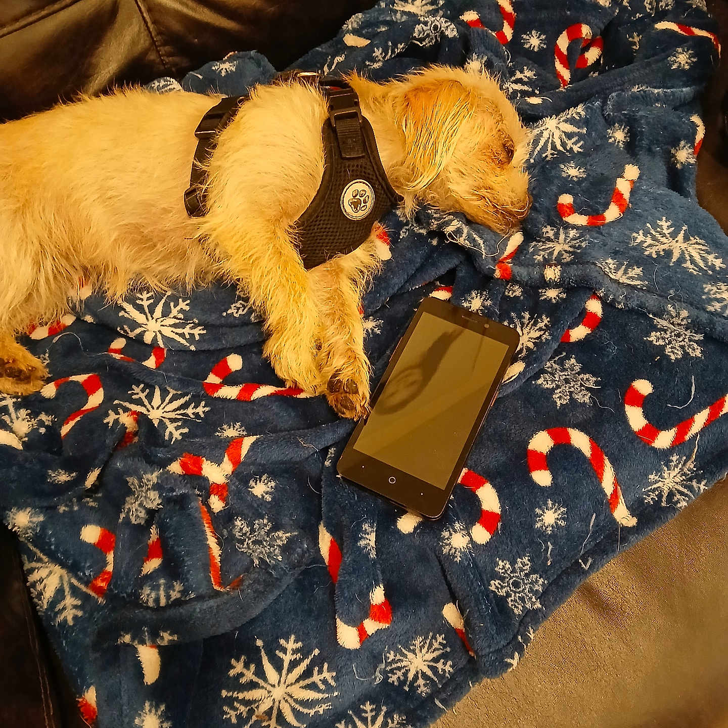 Luna Anderson joined the competition — help win amazing prizes! animal, blanket, blue, candy_cane, canine, comfort, cozy, cute, dog, domestic, fur, harness, indoor, leather_sofa, pet, relaxing, resting, sleeping, smartphone, snowflake