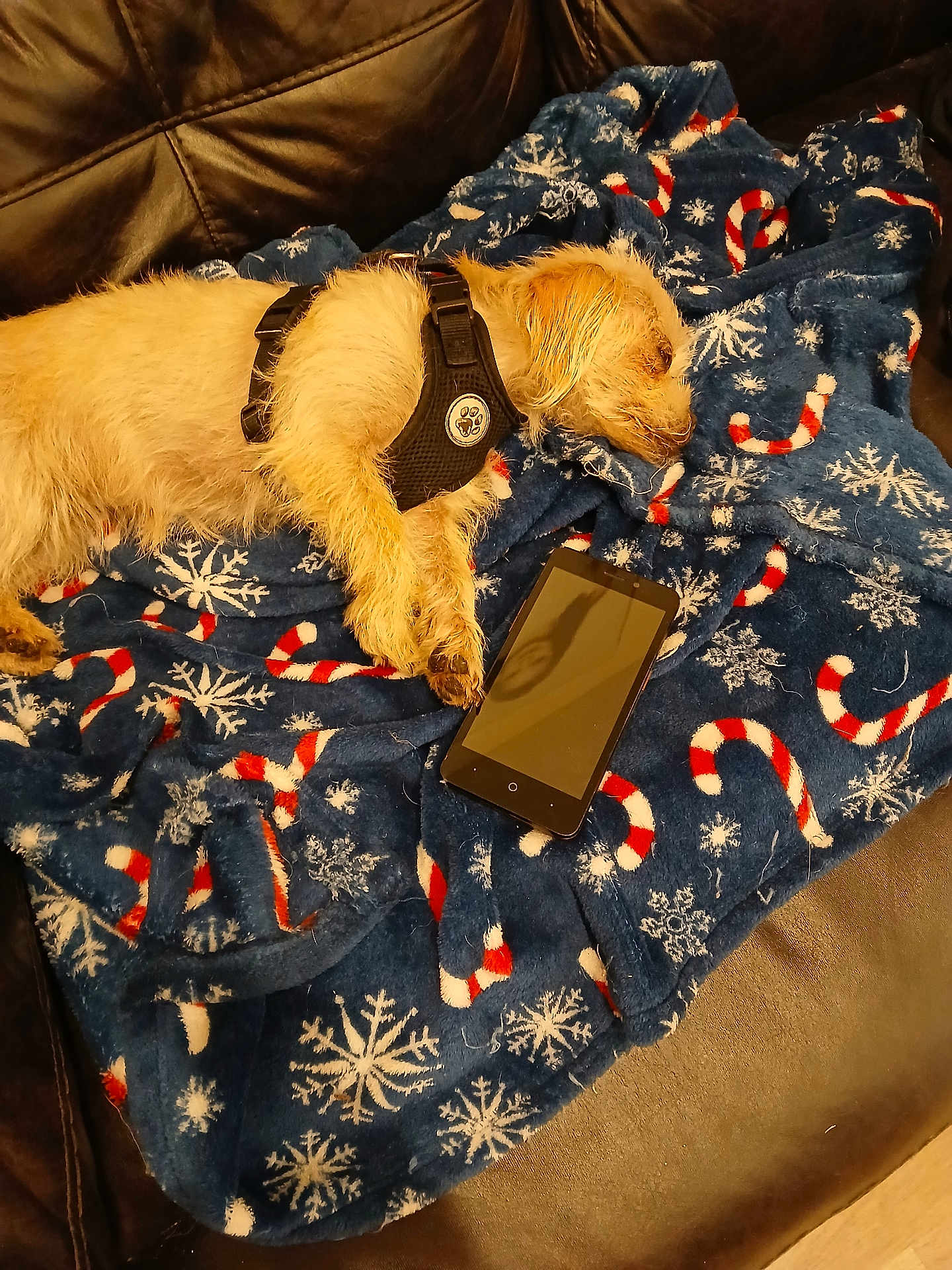 Luna Anderson joined the competition — help win amazing prizes! dog, sleeping, blanket, blue, candy_cane, snowflake, smartphone, leather_sofa, cozy, pet, fur, harness, indoor, resting, cute, animal, relaxing, domestic, canine, comfort