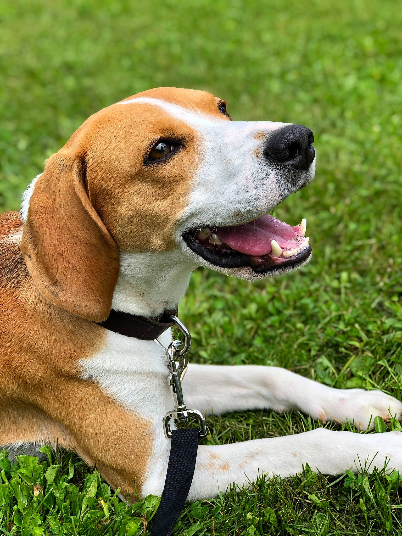 Oli a rejoint le concours — aidez-le/la à gagner de superbes lots ! canidae, carnivore, collar, companion_dog, dog, dog_breed, dog_collar, dog_supply, fawn, grass, hound, leash, pet_supply, plant, scent_hound, snout, sporting_group, whiskers, working_animal, working_dog