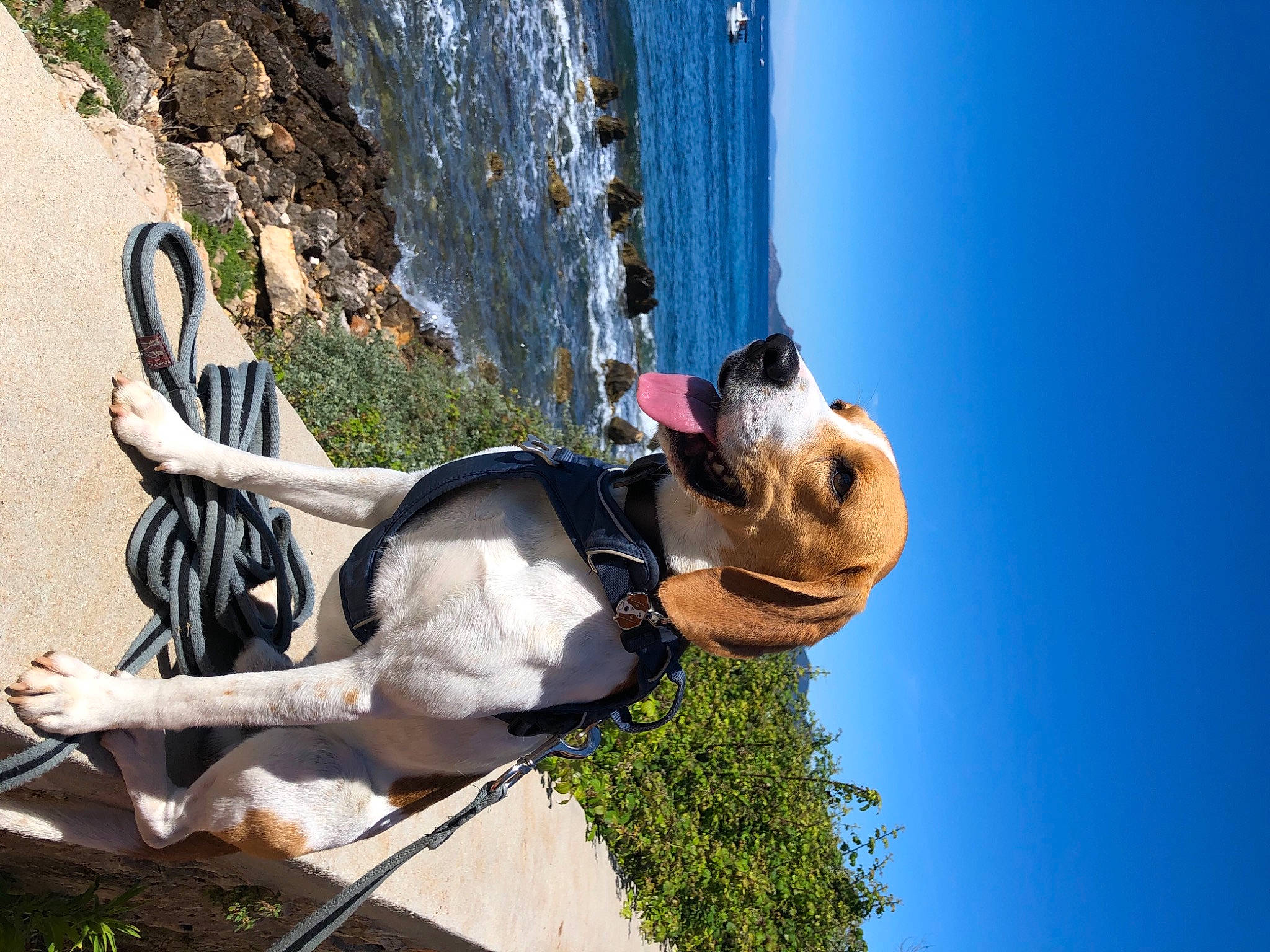 Oli a rejoint le concours — aidez-le/la à gagner de superbes lots ! adventure, art, beach, blue, climbing_harness, extreme_sport, fawn, fun, leisure, plant, recreation, rock_climbing_equipment, sculpture, sky, sport_climbing, sporting_group, statue, tree, water, wood