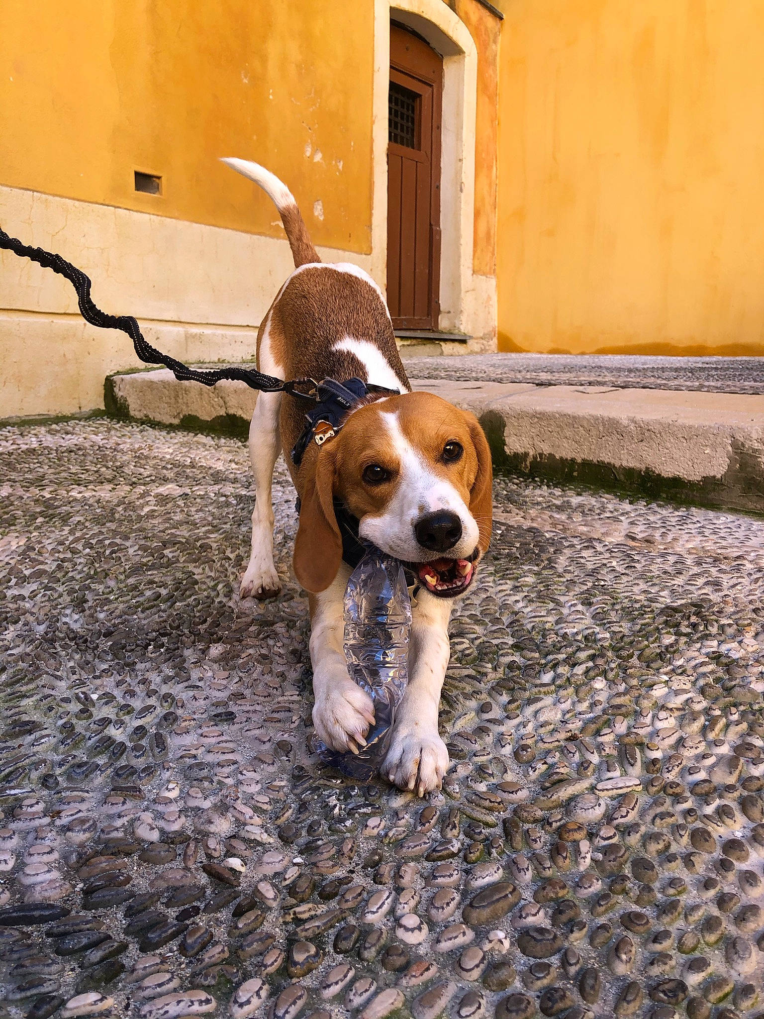 Oli participe au concours pour gagner de l'argent avec cette photo : brick, building, carnivore, collar, companion_dog, dog, dog_breed, door, fawn, floor, flooring, hound, leash, road_surface, scent_hound, sidewalk, soil, tail, window, wood
