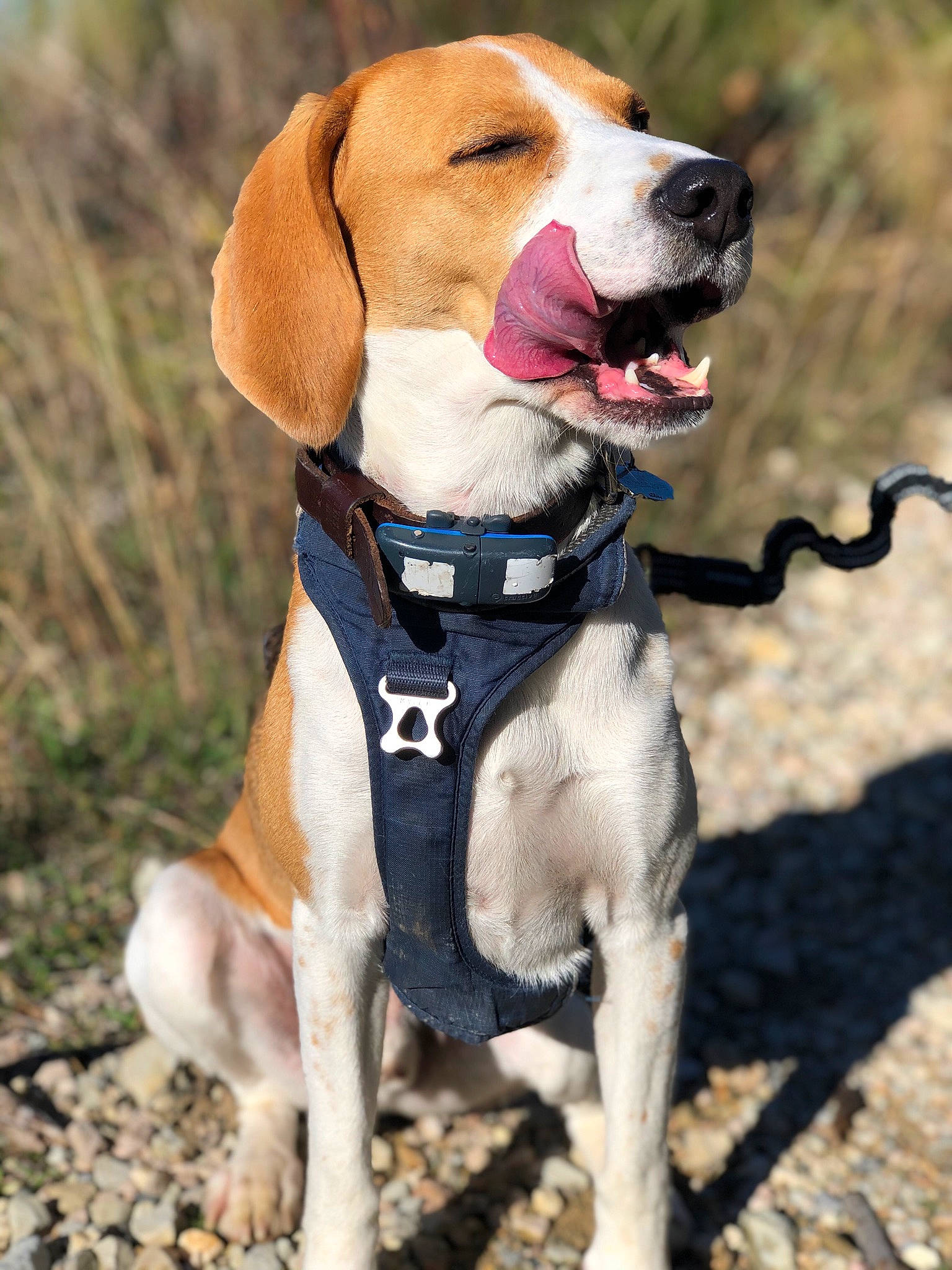 Oli a rejoint le concours — aidez-le/la à gagner de superbes lots ! adventure, beagle, beagle_harrier, canidae, carnivore, collar, companion_dog, dog, dog_breed, dog_clothes, dog_collar, dog_supply, fawn, hound, leash, paw, pet_supply, snout, sporting_group, tail