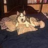 Chance joined the competition — help win amazing prizes! dog, siberian_husky, pet, animal, canine, fluffy, black_and_white, blue_eyes, lying_down, bed, pillows, bedroom, indoors, furniture, home, portrait, looking_at_camera, relaxed, cute, photography