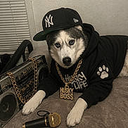 Chance is registered to the contest to win money with this photo: dog, husky, pet, animal, portrait, boombox, microphone, hoodie, cap, hat, chain, jewelry, gold, couch, indoor, black_and_white, music, rapper, costume, funny