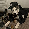 dog, husky, pet, animal, portrait, boombox, microphone, hoodie, cap, hat, chain, jewelry, gold, couch, indoor, black_and_white, music, rapper, costume, funny