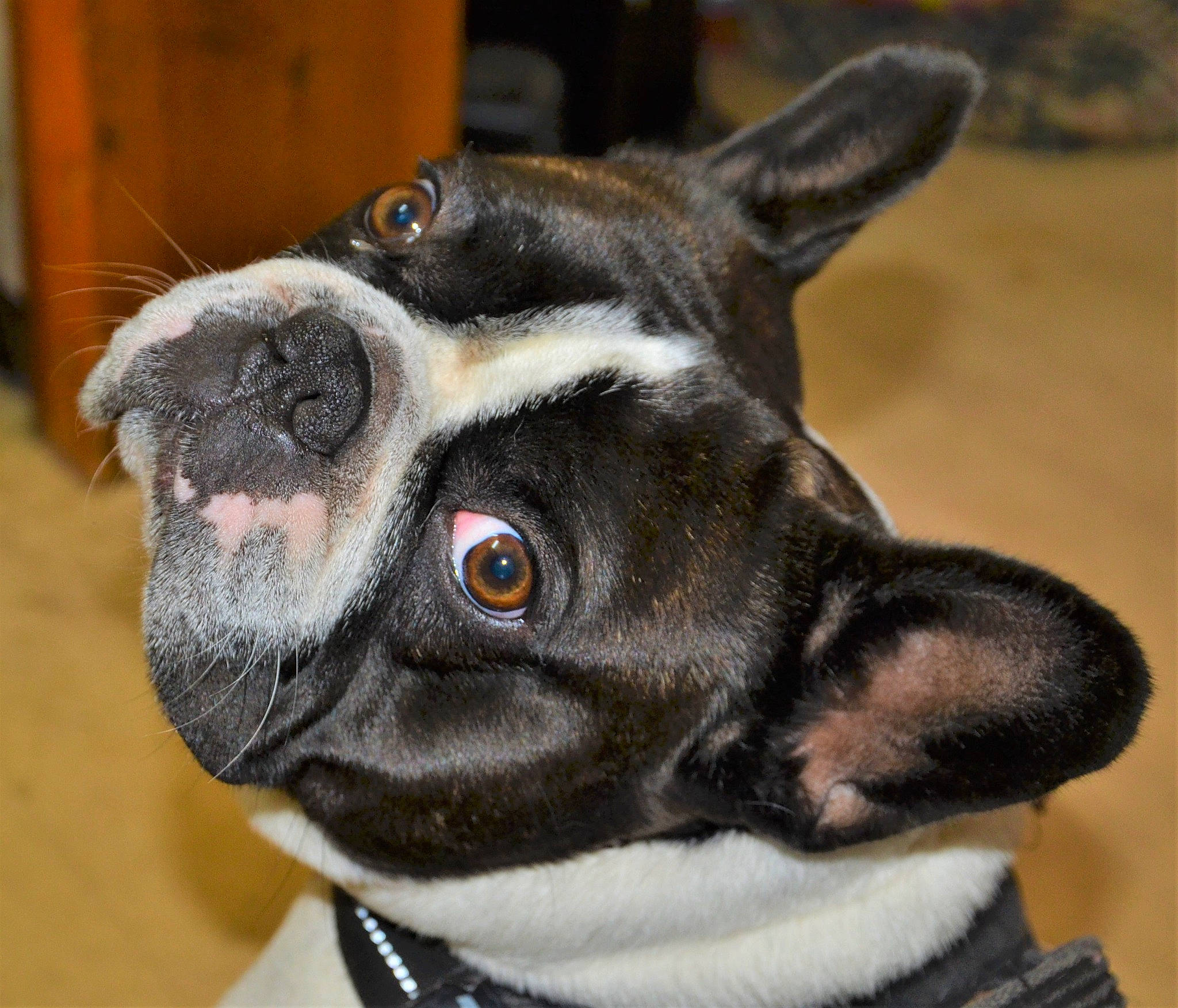 Moustache participe au concours pour gagner de l'argent avec cette photo : ancient_dog_breeds, boston_terrier, canidae, carnivore, collar, companion_dog, dog, dog_breed, dog_collar, ear, fawn, fur, non_sporting_group, photography, snout, sporting_group, terrestrial_animal, toy_dog, whiskers, working_animal
