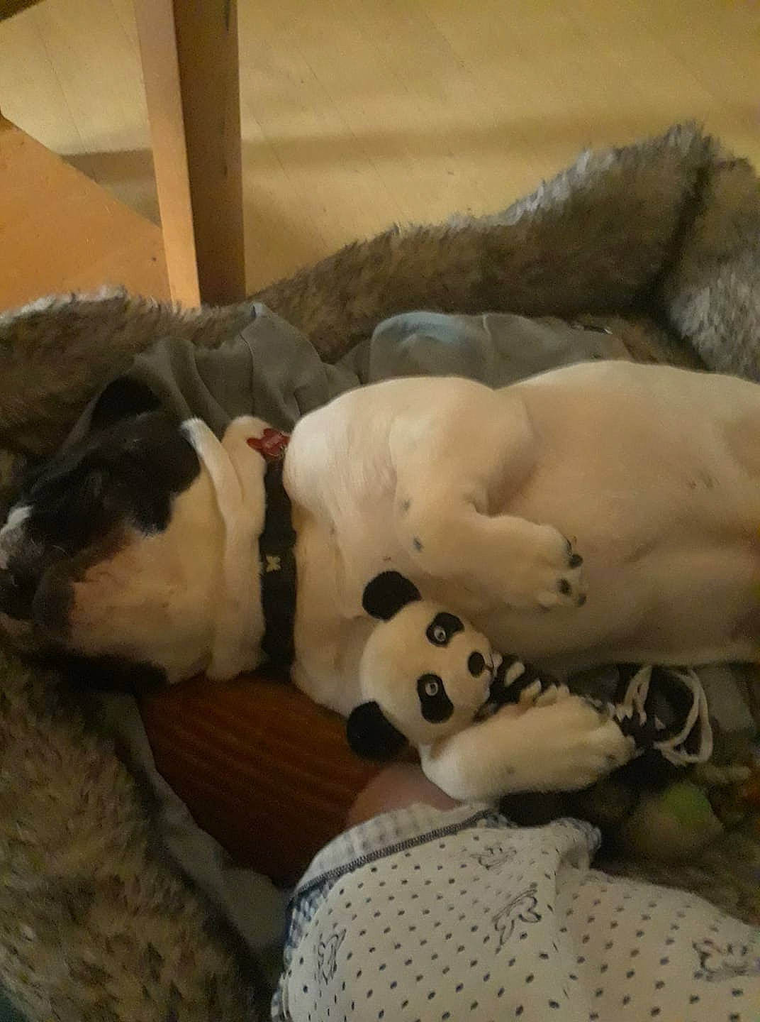 Moustache a rejoint le concours — aidez-le/la à gagner de superbes lots ! canidae, carnivore, comfort, companion_dog, couch, dog, dog_breed, dress, fawn, felidae, fur, linens, nap, snout, sporting_group, stuffed_toy, terrestrial_animal, toy, tree, working_animal