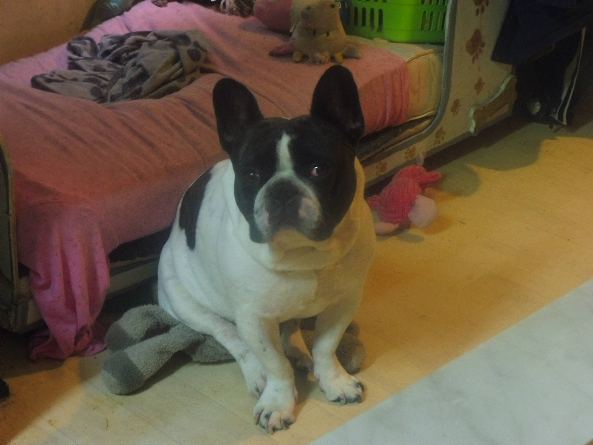 Moustache a rejoint le concours — aidez-le/la à gagner de superbes lots ! boston_terrier, carnivore, comfort, companion_dog, couch, dog, dog_breed, ear, fawn, floor, flooring, french_bulldog, fur, hardwood, snout, sporting_group, tail, toy_dog, whiskers, working_animal