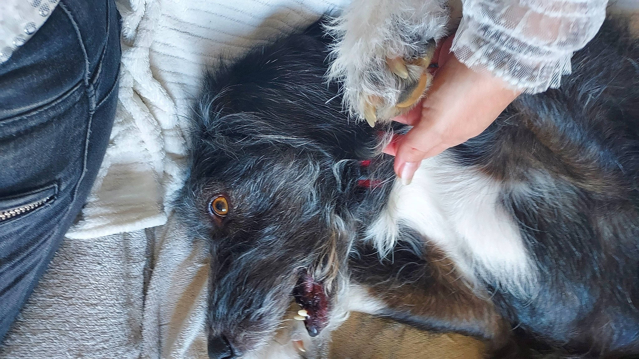 Bouba participe au concours pour gagner de l'argent avec cette photo : canidae, carnivore, claw, collar, companion_dog, dog, dog_breed, dog_collar, ear, foot, fur, goats, herding_dog, human_leg, livestock, snout, sporting_group, terrier, whiskers, working_animal