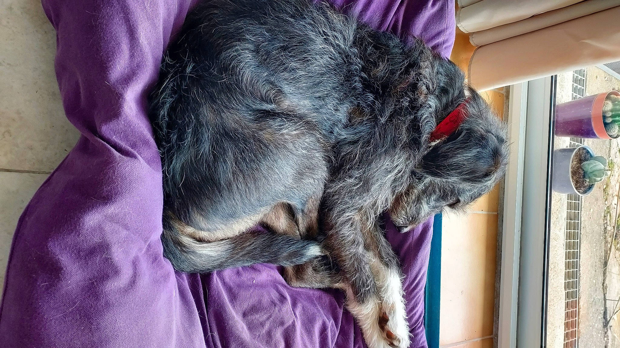 Bouba a rejoint le concours — aidez-le/la à gagner de superbes lots ! canidae, carnivore, claw, comfort, companion_dog, dog, dog_breed, felidae, fur, grey, magenta, nap, small_to_medium_sized_cats, snout, sporting_group, tail, whiskers