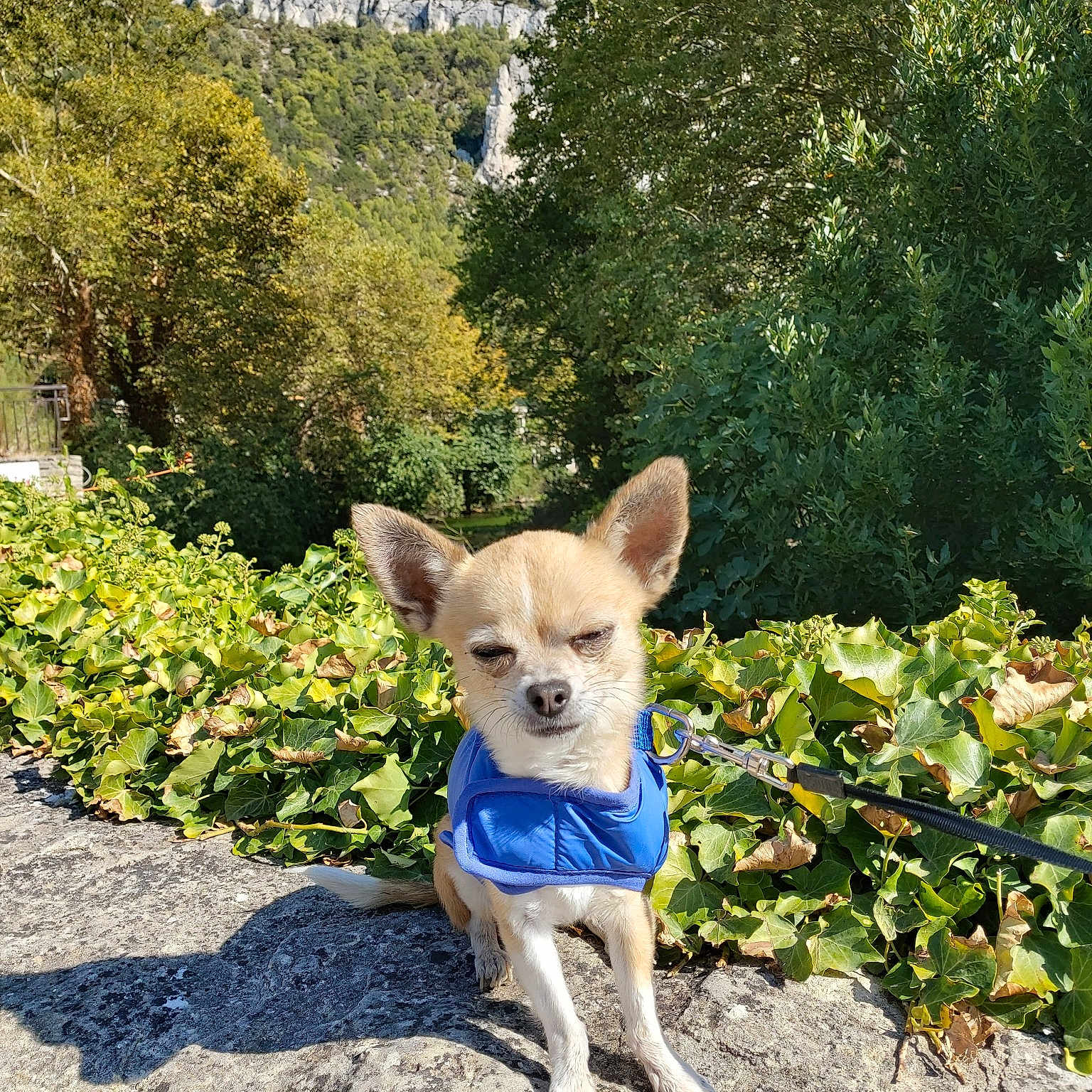 Linki