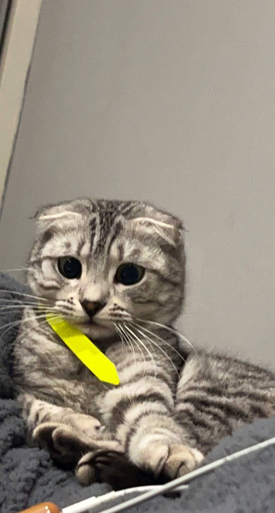 Tilly joined the competition — help win amazing prizes! carnivore, cat, claw, comfort, curious, domestic_short_haired_cat, felidae, fur, monochrome, monochrome_photography, paw, photo_caption, rectangle, sitting, small_to_medium_sized_cats, snout, tail, terrestrial_animal, whiskers