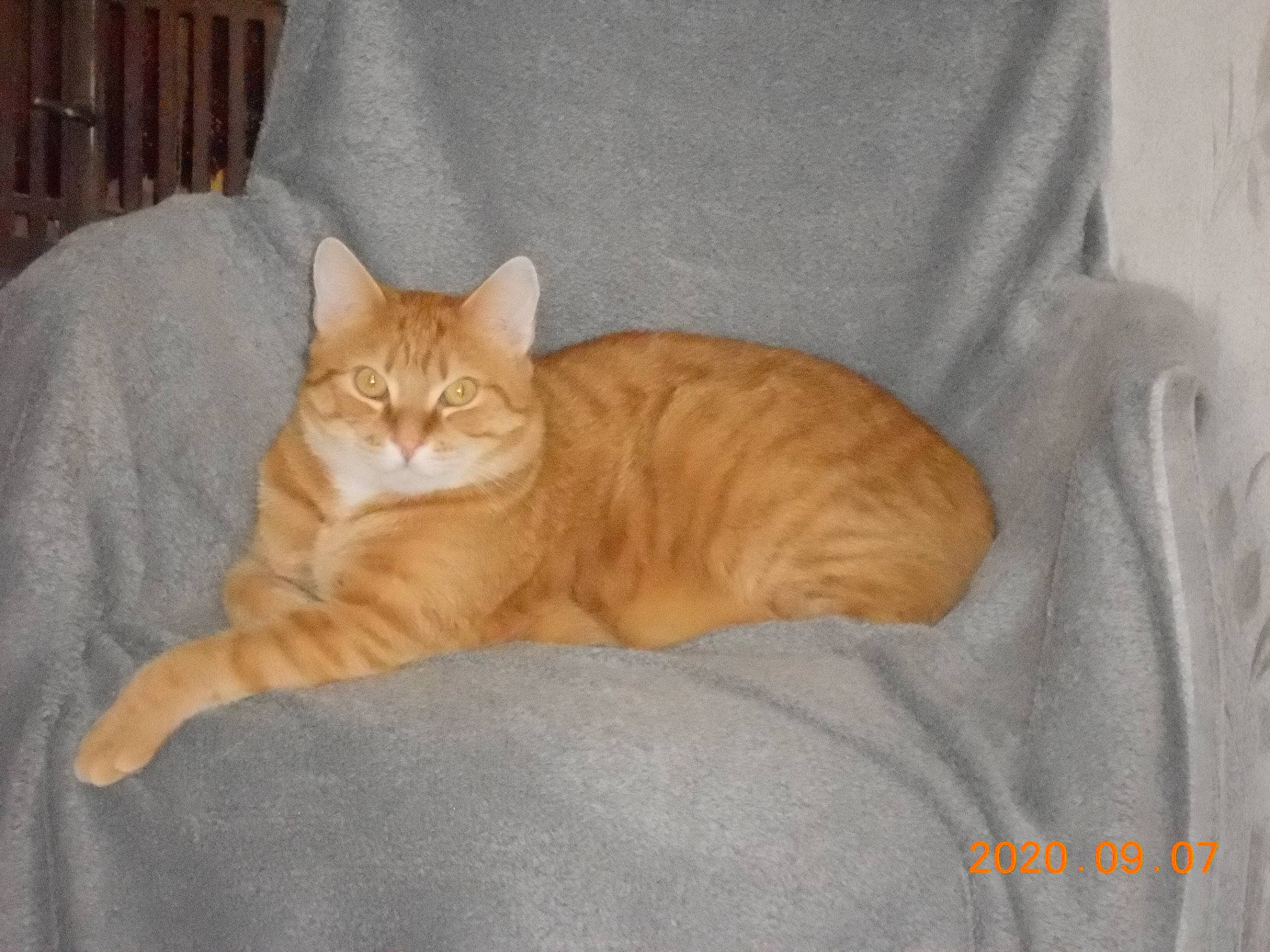 Abricot a rejoint le concours — aidez-le/la à gagner de superbes lots ! arabian_mau, carnivore, cat, domestic_short_haired_cat, european_shorthair, fawn, felidae, mammal, small_to_medium_sized_cats, tabby_cat, tail, vertebrate, whiskers