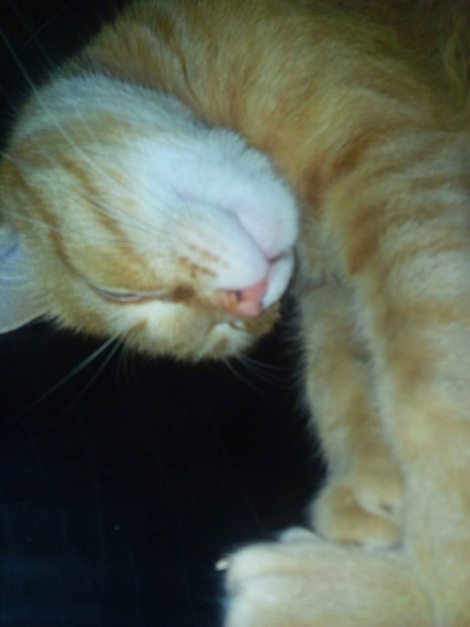 Abricot participe au concours pour gagner de l'argent avec cette photo : carnivore, cat, claw, domestic_long_haired_cat, ear, european_shorthair, fawn, felidae, fur, kitten, norwegian_forest_cat, nose, paw, polydactyl_cat, small_to_medium_sized_cats, snout, tail, turkish_angora, turkish_van, whiskers