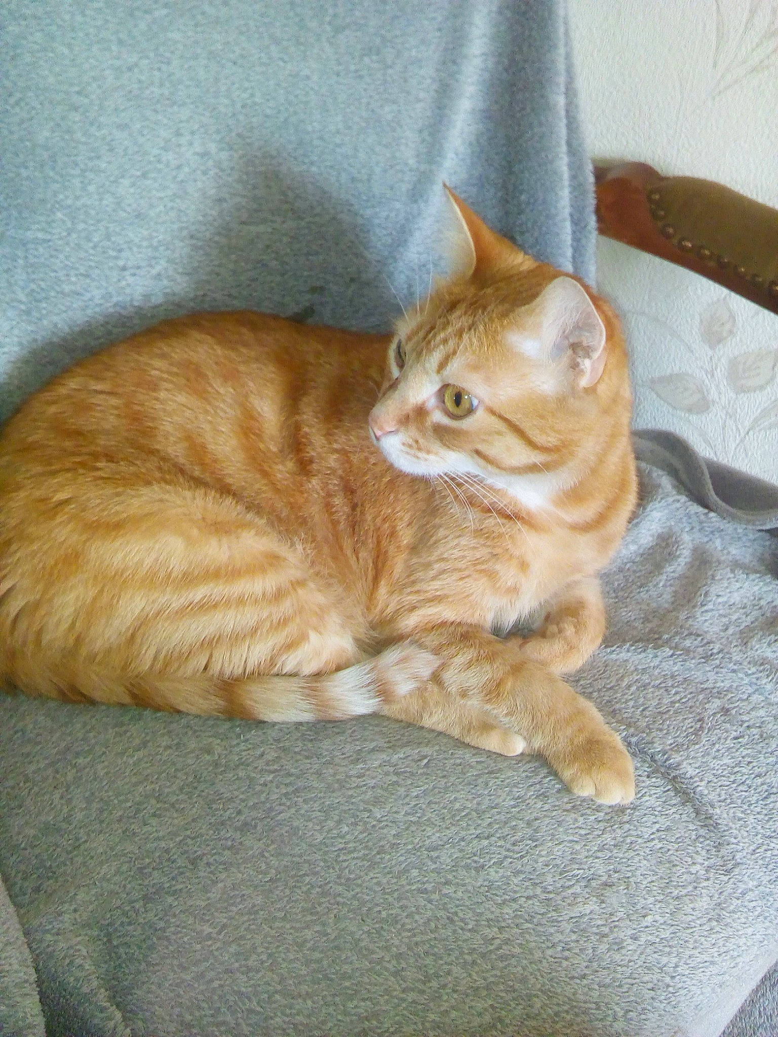 Abricot participe au concours pour gagner de l'argent avec cette photo : arabian_mau, asian, australian_mist, carnivore, cat, domestic_short_haired_cat, european_shorthair, fawn, felidae, german_rex, kitten, mammal, small_to_medium_sized_cats, tabby_cat, tail, vertebrate, whiskers