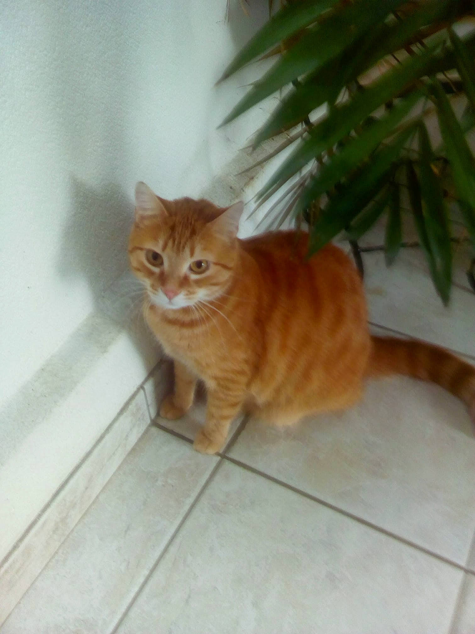 Abricot a rejoint le concours — aidez-le/la à gagner de superbes lots ! aegean_cat, carnivore, cat, cymric, domestic_short_haired_cat, european_shorthair, fawn, felidae, kitten, kurilian_bobtail, mammal, small_to_medium_sized_cats, tabby_cat, tail, whiskers