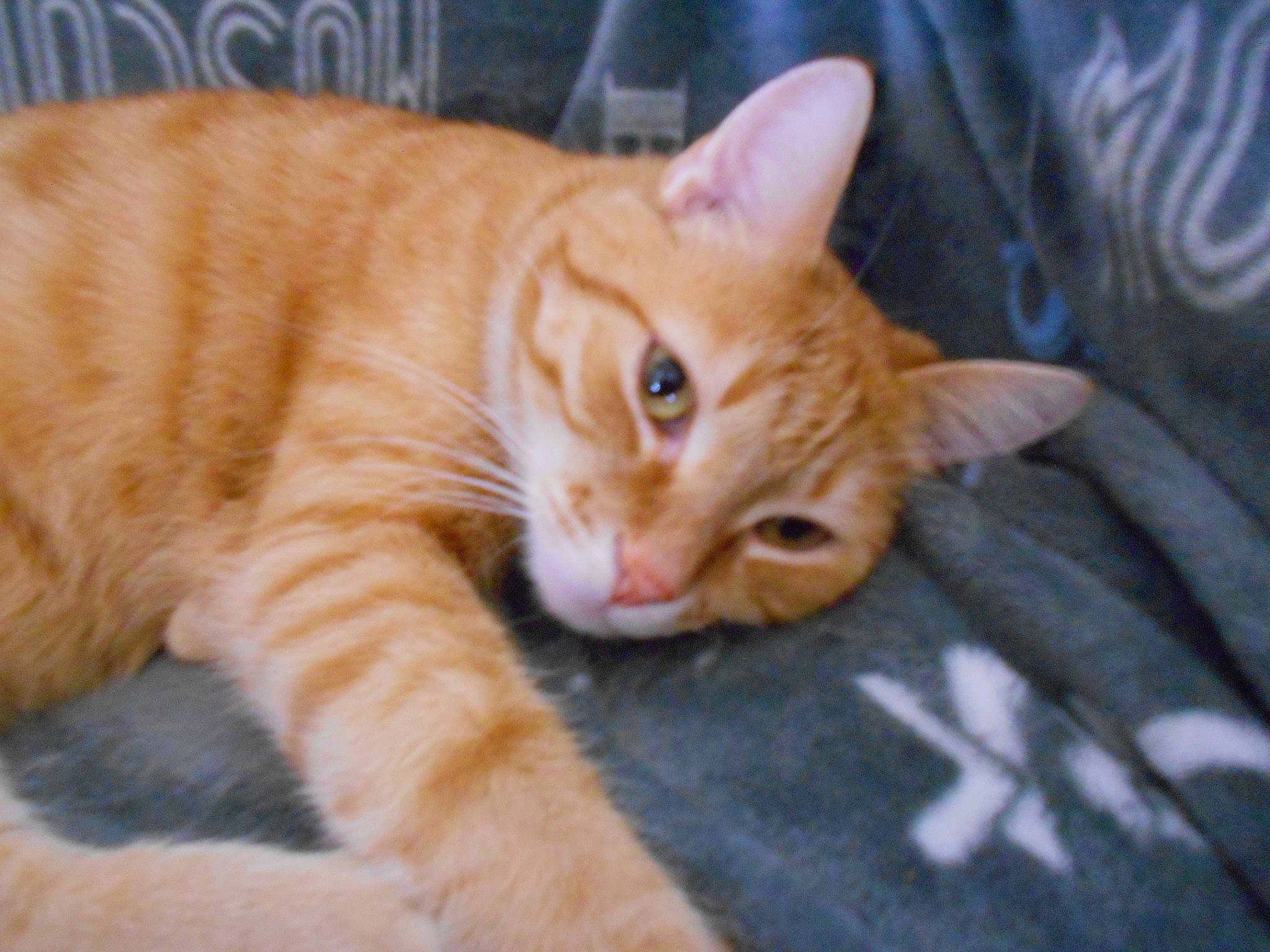 Abricot a rejoint le concours — aidez-le/la à gagner de superbes lots ! aegean_cat, arabian_mau, asian, australian_mist, carnivore, cat, domestic_short_haired_cat, dragon_li, european_shorthair, eye, felidae, german_rex, kitten, mammal, polydactyl_cat, small_to_medium_sized_cats, snout, tabby_cat, vertebrate, whiskers