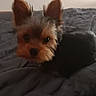 Cooper a rejoint le concours — aidez-le/la à gagner de superbes lots ! animal, bed, black, blanket, brown, companion, curious, cute, dog, ears, face, fur, fur_texture, indoor, looking, pet, puppy, small_dog, yorkshire_terrier, young
