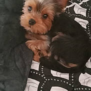 Cooper participe au concours pour gagner de l'argent avec cette photo : animal, bed, black_and_white, blanket, cozy, curled_up, cute, dog, ears, fur, indoors, looking_up, pattern, pet, puppy, quilt, resting, sleeping_area, small_dog, yorkshire_terrier