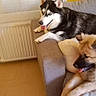 Croblanc Et Rita a rejoint le concours — aidez-le/la à gagner de superbes lots ! comfort, couch, cozy, dog, domestic_animal, fluffy_dog, furniture, happy, home, husky, indoor, living_room, pet, radiator, relaxed, resting, tongue_out, two_dogs, window, yellow_wall