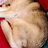 animal, companion, couch, cozy, curled_up, cute, dog, domestic, fluffy, fur, husky, indoor, pet, pillow, pink_pillow, red_couch, relaxed, resting, sleeping, yellow_wall