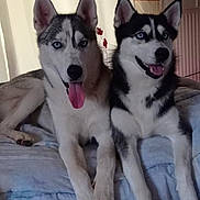 Croblanc Et Rita a rejoint le concours — aidez-le/la à gagner de superbes lots ! dog, husky, pets, animal, bed, blanket, blue, indoor, tongue_out, two_dogs, smiling, ears_up, fur, companion, cute, resting, curtains, floral_pattern, home, cozy