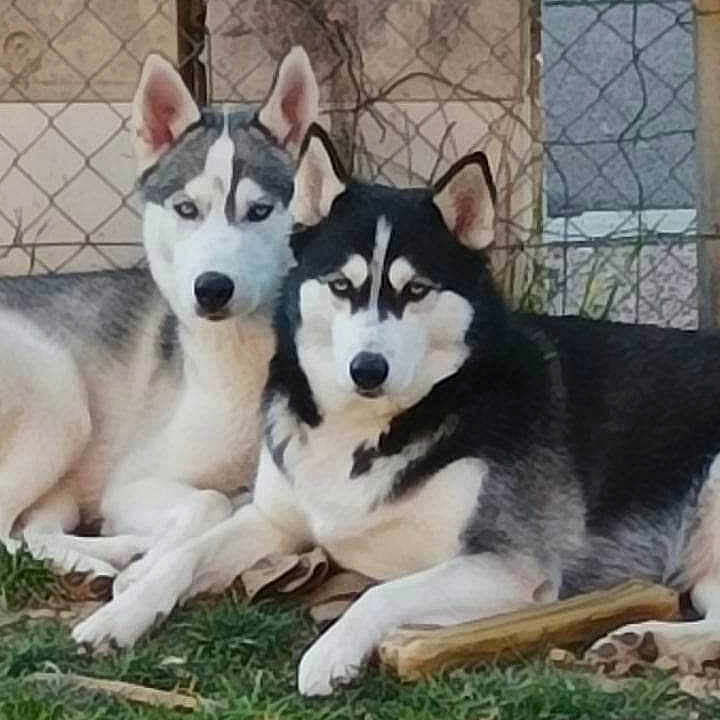 Croblanc Et Rita a rejoint le concours — aidez-le/la à gagner de superbes lots ! dog, husky, outdoor, grass, fence, animal, pet, canine, lying_down, two_dogs, black_and_white, gray, ears, face, alert, nature, domestic_animal, portrait, companions, relaxed