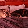 Croblanc Et Rita participe au concours pour gagner de l'argent avec cette photo : bed, blanket, brown_wood, canine, comforter, cozy, dog, domestic_interior, furniture, gray_blanket, headboard, husky, indoor, lying_down, mammal, pet, pillows, resting, two_animals, wood