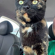 Maryjane is registered to the contest to win money with this photo: cat, tortoiseshell_cat, pet, animal, indoor, car, seat, person, shoulder, fur, whiskers, yellow_eyes, alert, closeup, portrait, domestic_animal, collar, head, sitting, vehicle_interior