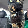 cat, tortoiseshell_cat, pet, animal, indoor, car, seat, person, shoulder, fur, whiskers, yellow_eyes, alert, closeup, portrait, domestic_animal, collar, head, sitting, vehicle_interior