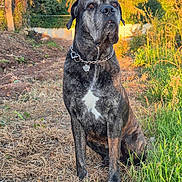 Pongo a rejoint le concours — aidez-le/la à gagner de superbes lots ! dog, brindle, chain_collar, outdoor, grass, trees, sunlight, nature, pet, canine, sitting, attentive, animal, brown, green, golden_hour, collar, mammal, field, daylight