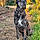 Pongo