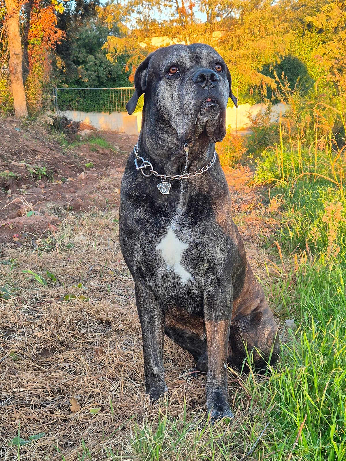 Pongo a rejoint le concours — aidez-le/la à gagner de superbes lots ! dog, brindle, chain_collar, outdoor, grass, trees, sunlight, nature, pet, canine, sitting, attentive, animal, brown, green, golden_hour, collar, mammal, field, daylight