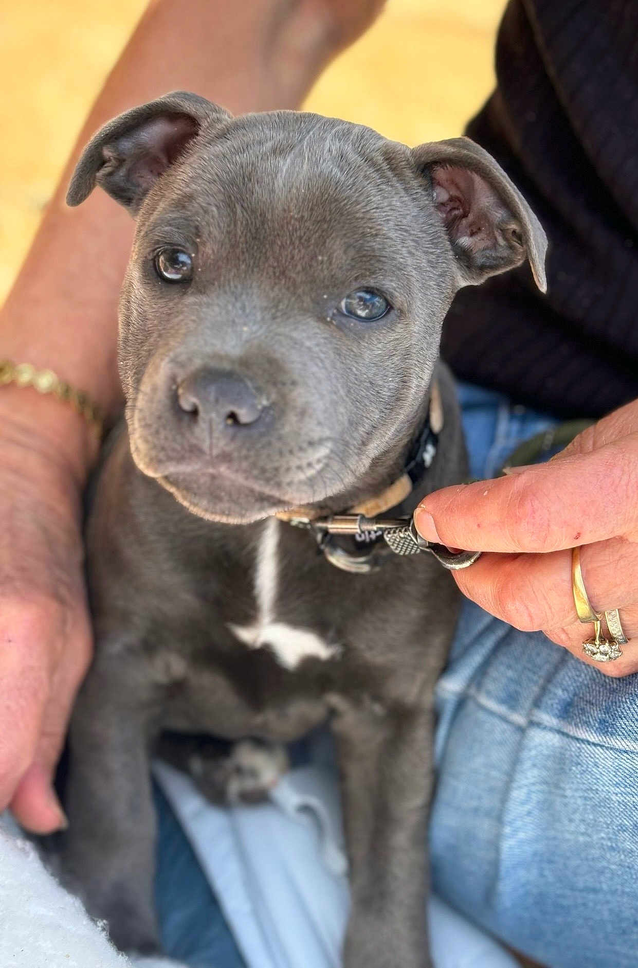 Pipa participe au concours pour gagner de l'argent avec cette photo : animal, bracelet, close_up, collar, cute, dog, domestic_animal, friendly, gray_fur, human_interaction, indoor, jeans, person_hand, pet, portrait, puppy, rings, soft_focus, white_patch, young_dog