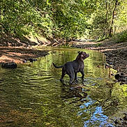 Pipa a rejoint le concours — aidez-le/la à gagner de superbes lots ! adventure, animal, canine, creek, dog, forest, greenery, nature, outdoor, pets, playful, reflection, riverbed, rocks, scenery, summer, sunlight, trees, water, wildlife