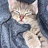 Grissouille a rejoint le concours — aidez-le/la à gagner de superbes lots ! kitten, cat, sleeping, tabby, paw, blanket, cozy, cute, pet, fur, animal, snuggled, soft, resting, domestic_cat, young, closeup, indoor, peaceful, adorable
