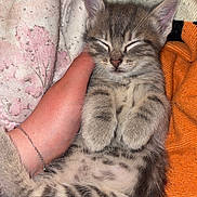 Grissouille participe au concours pour gagner de l'argent avec cette photo : kitten, cat, sleeping, tabby, animal, pet, hand, cozy, blanket, fur, cute, resting, domestic_animal, whiskers, paw, striped, young, indoor, comfort, soft