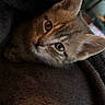 Grissouille a rejoint le concours — aidez-le/la à gagner de superbes lots ! kitten, cat, pet, animal, feline, fur, blanket, cozy, cute, indoor, portrait, closeup, eyes, whiskers, soft, warm, resting, comfort, young, domestic