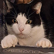Swen participe au concours pour gagner de l'argent avec cette photo : cat, black_and_white, whiskers, paws, claws, box, curious, pet, animal, indoor, closeup, feline, fur, ears, eyes, playful, cute, climbing, clawing, looking