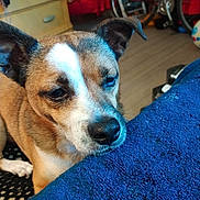 G.g is registered to the contest to win money with this photo: animal, bicycle, blanket, blue, brown_and_white, close_up, cozy, cute, dog, ears, fabric, floor, furniture, home, indoor, pet, resting, snout, texture, wooden_floor